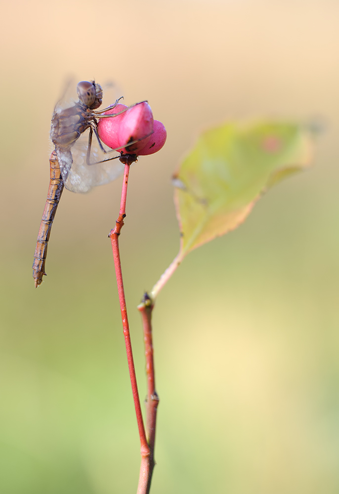 Herbstlich Heidelibelle