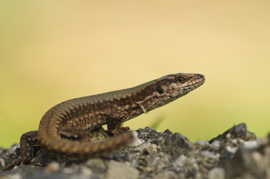 Podarcis muralis