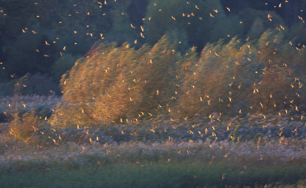 Wie Blätter im Wind (Forum für Naturfotografen)