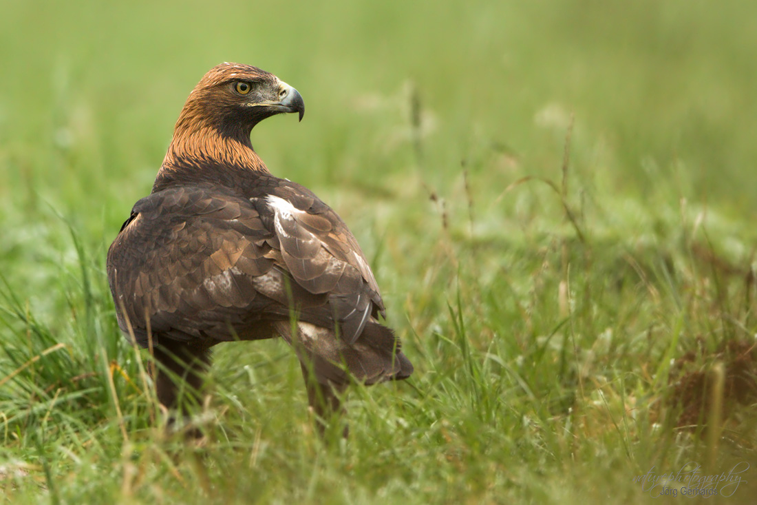 Steinadler in NRW