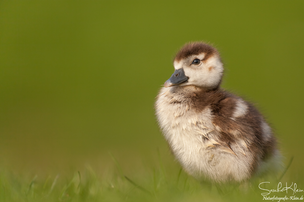 Nilgans Küken