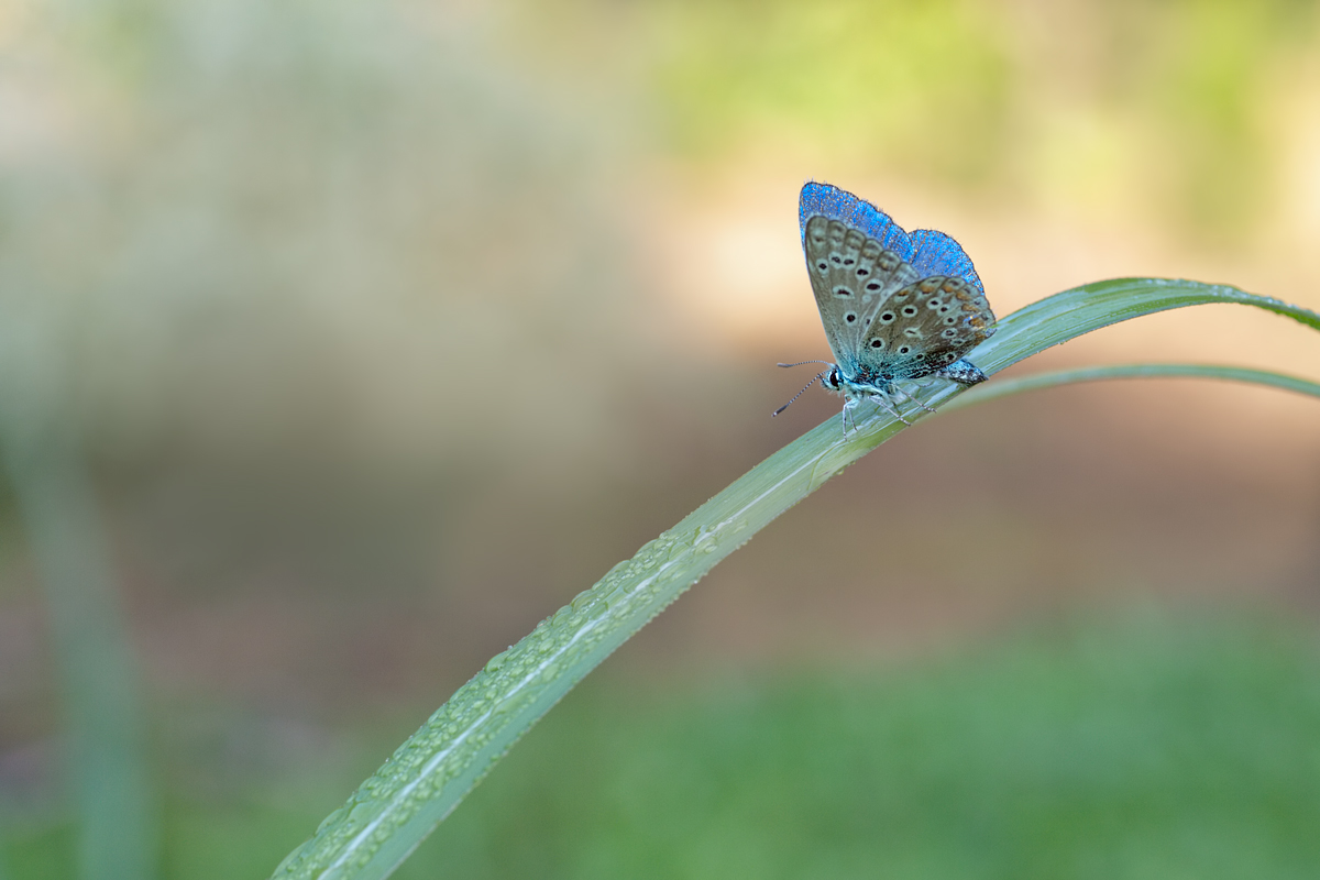 Himmelblauer Bläuling