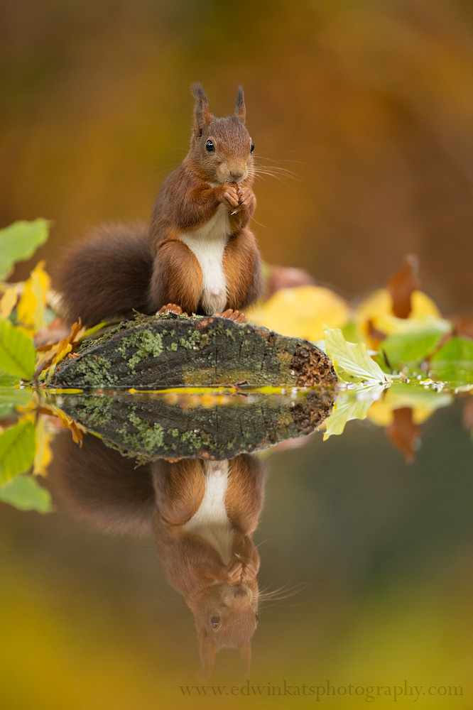 Red squirrel Sciurus vulgaris, leaping through autumn forest, Netherlands, October