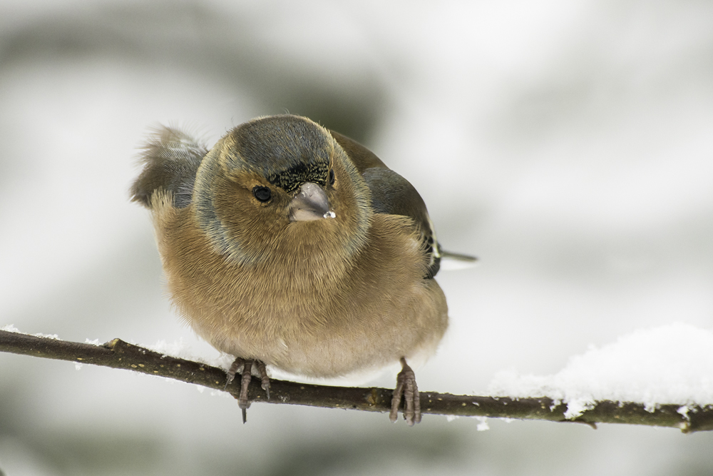 Nach Xaver kam der Schnee