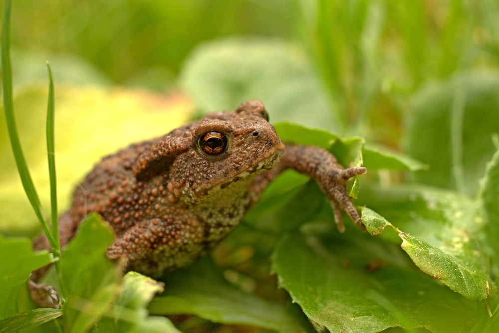 kleine Kröte erkundet meinen Garten