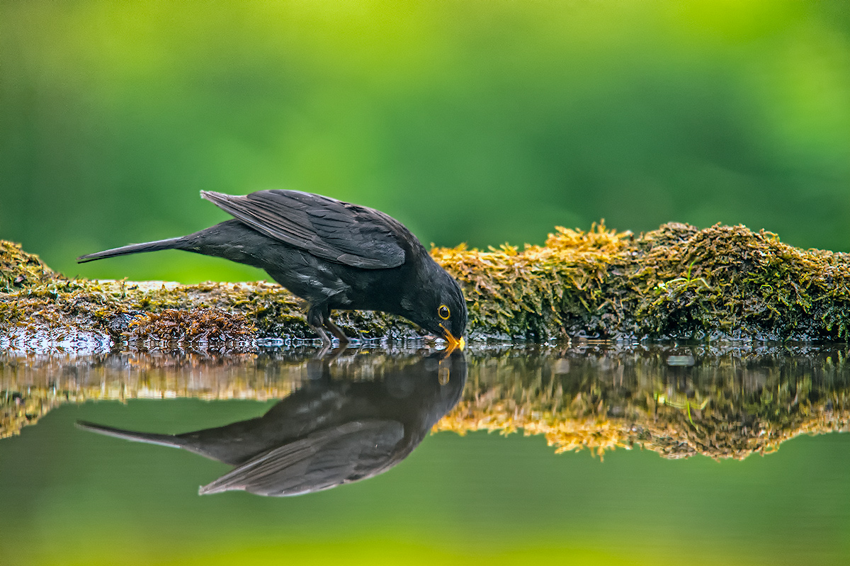 Amsel Forum Amsel Forum