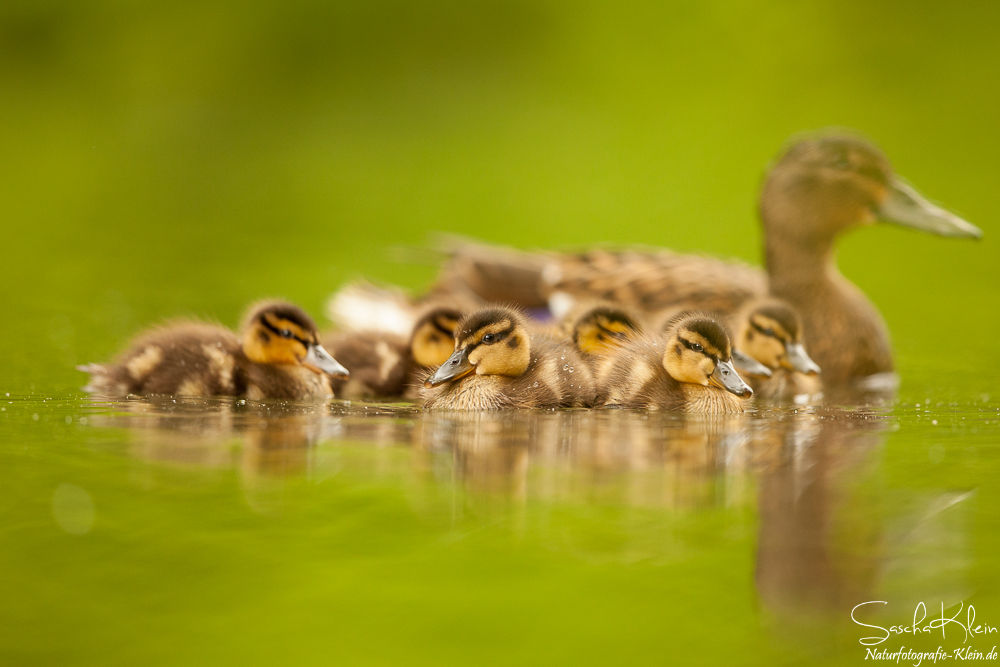 Entenfamilie