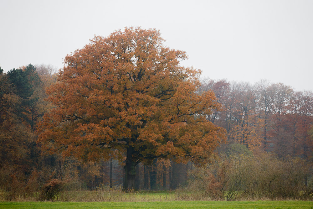 herbstliche Stieleiche