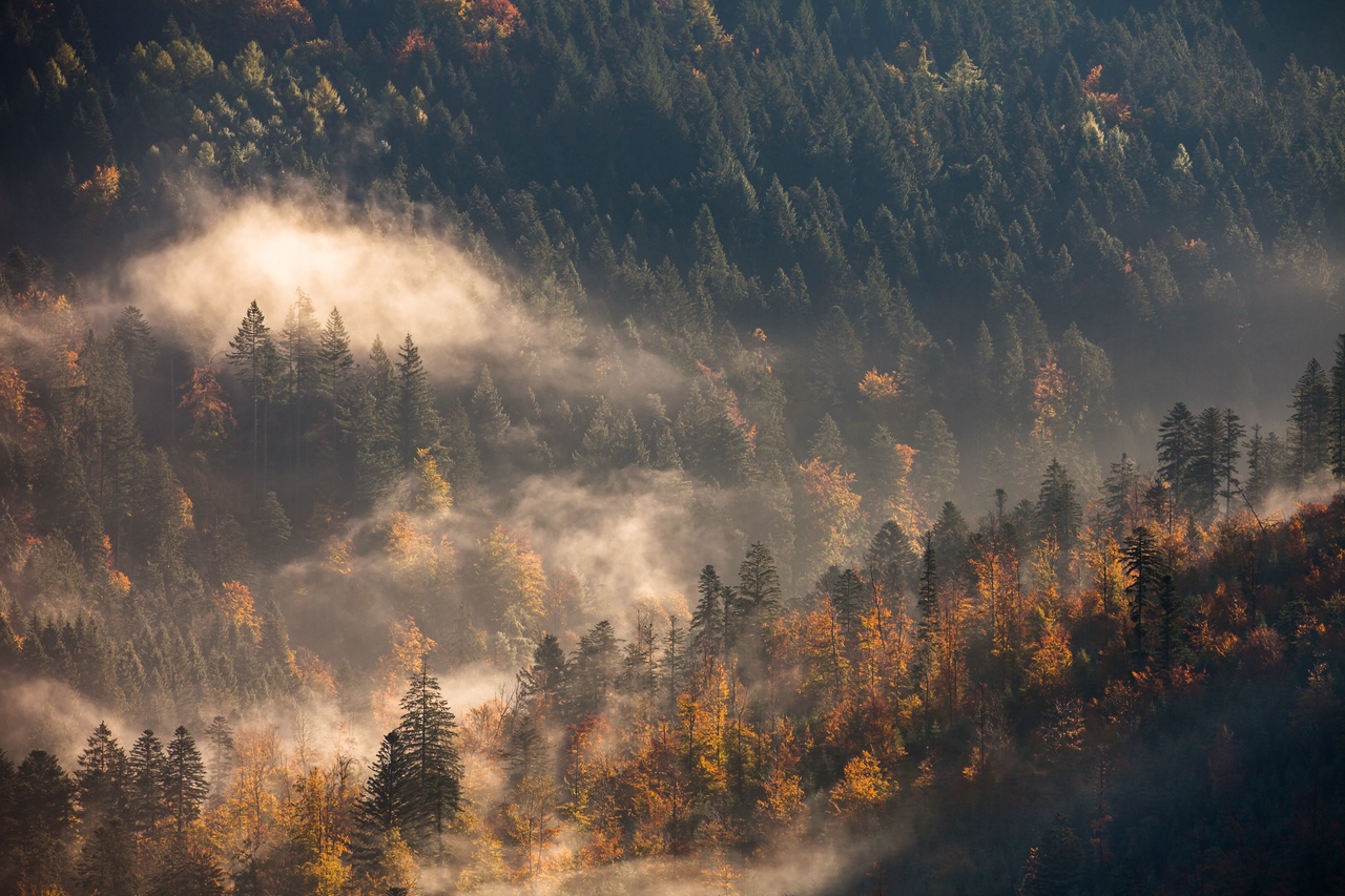 Herbstlicher Nebel