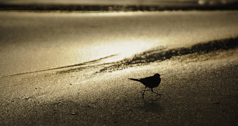 Abendstrandläufer