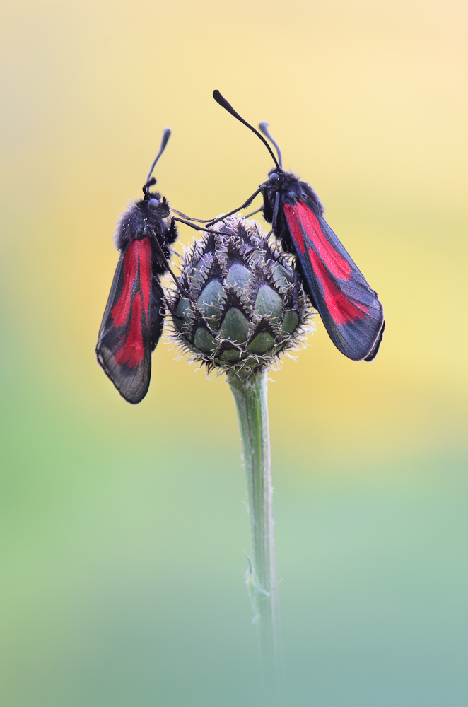 Thymian-Widderchen (Zygaena purpuralis)