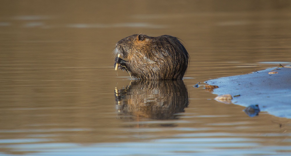 Nutria am Rhein