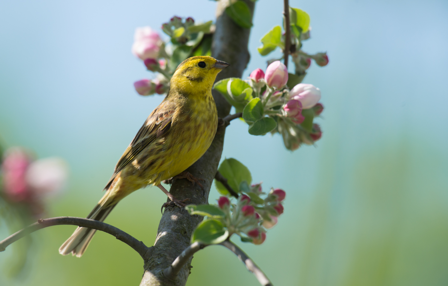 Goldammer im Obstbaum