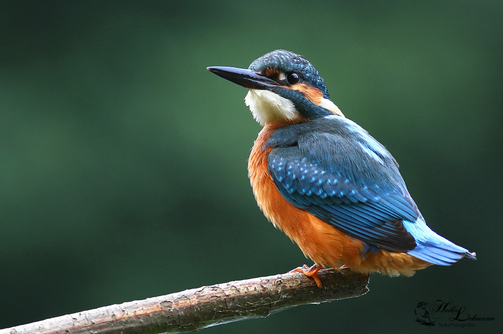 Der Eisvogel (Alcedo atthis)