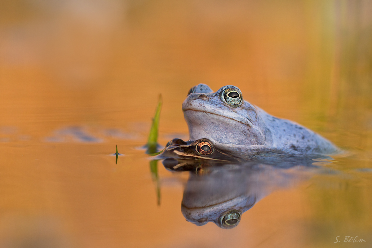 Froschparadies
