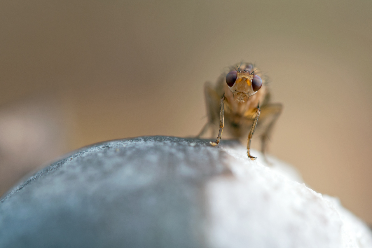 Planet of the Giant Fly