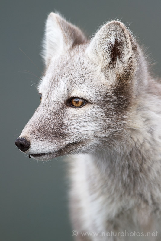 Polarfuchs Portrait