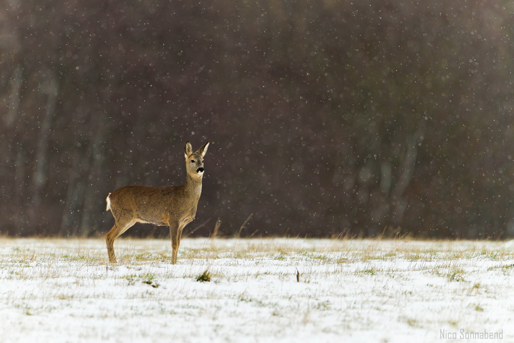 im ersten schnee