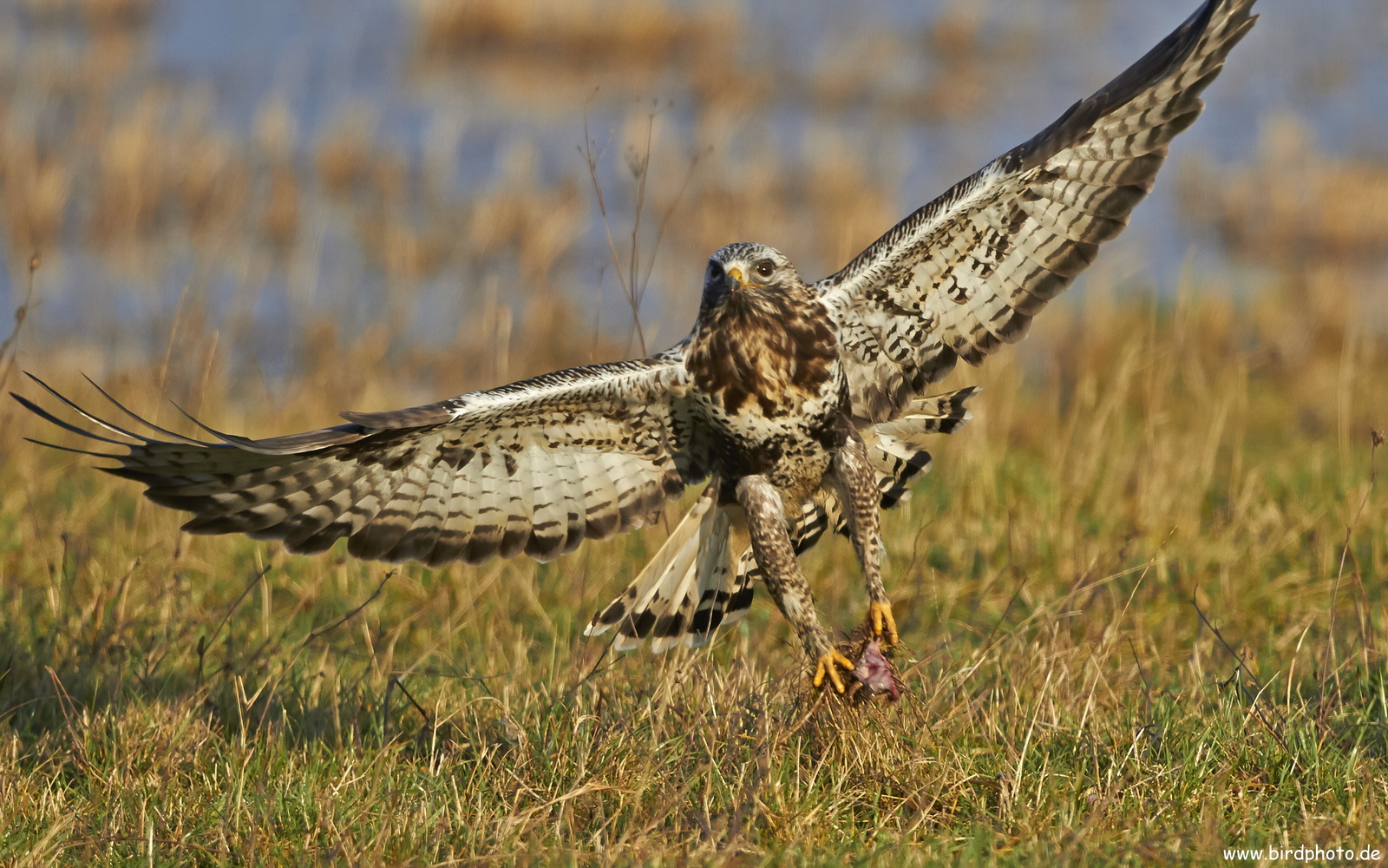 Rauhfussbussard