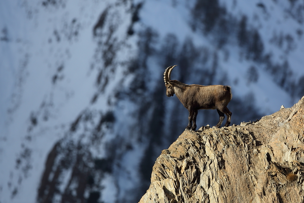 Steinbock