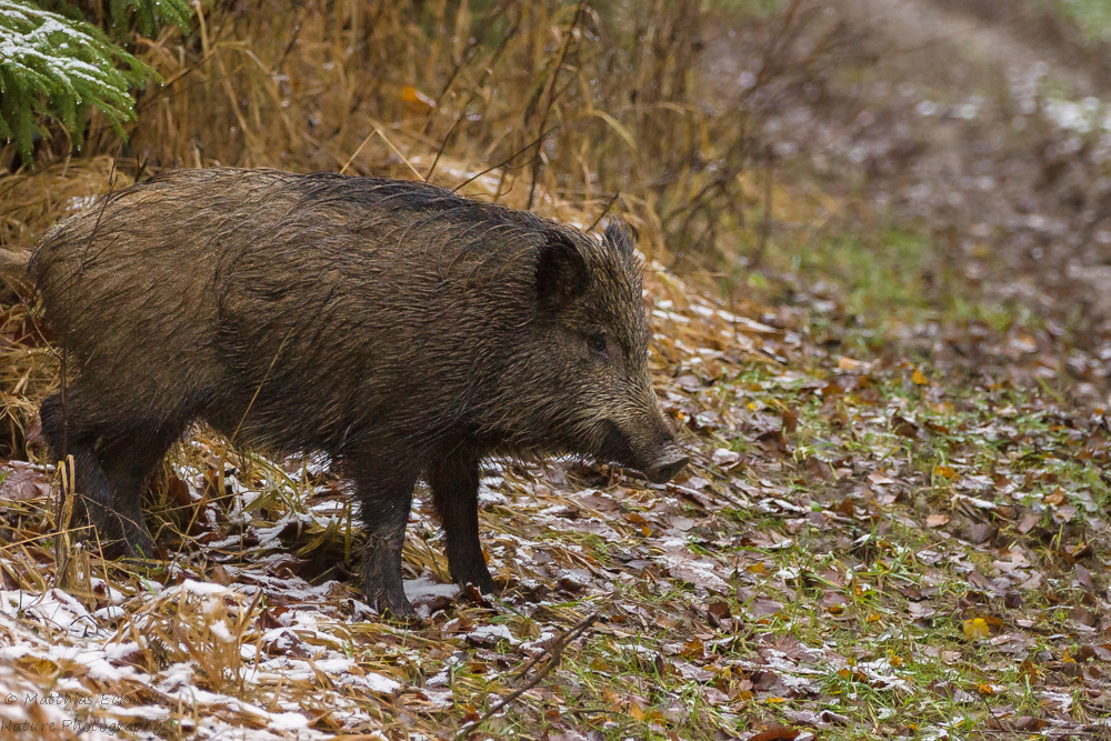 Wildschwein II