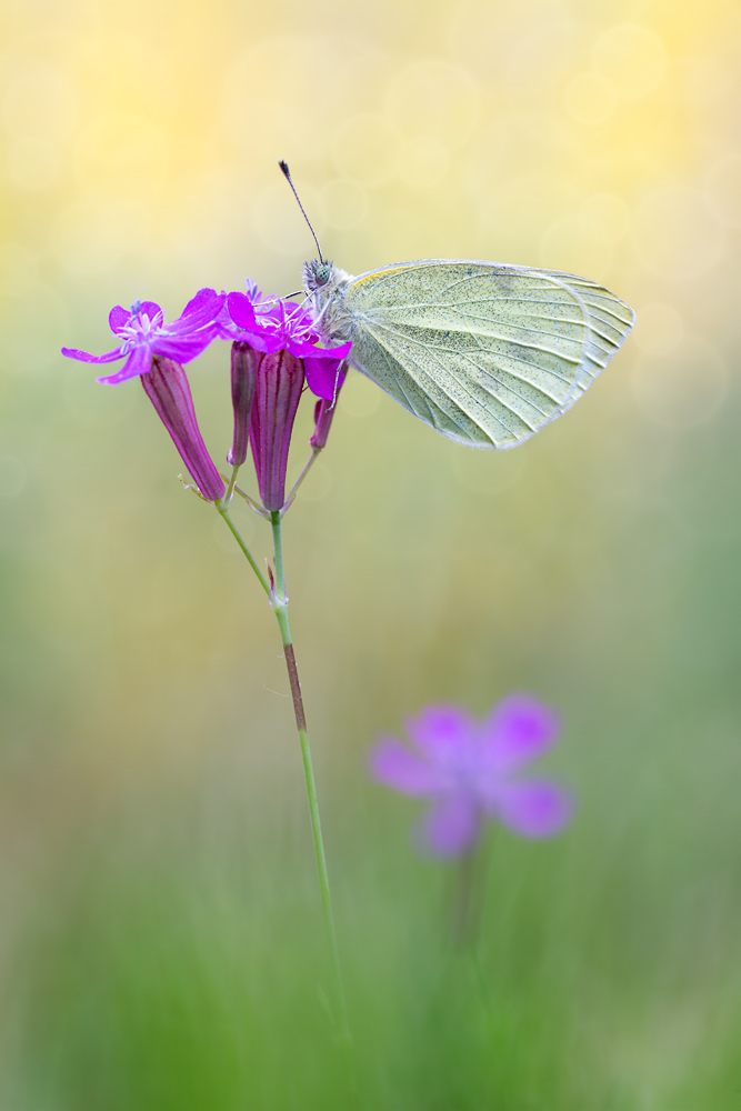 Kleiner Kohlweißling Pieris rapae