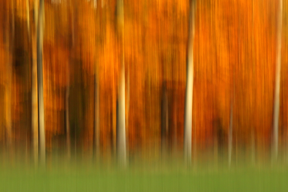 Herbst im "Kölner Stadtwald"