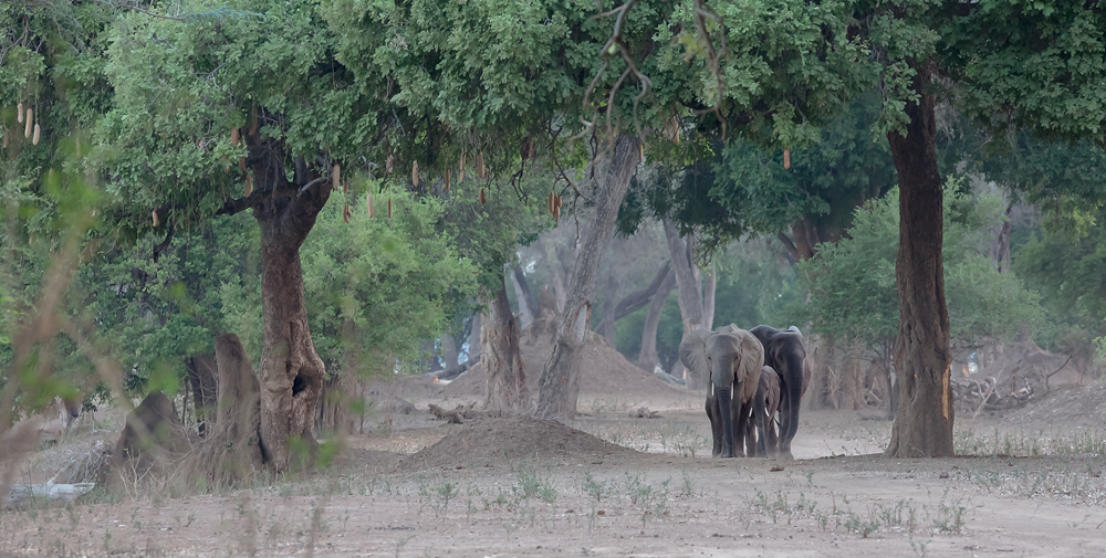 Magisches Mana Pools