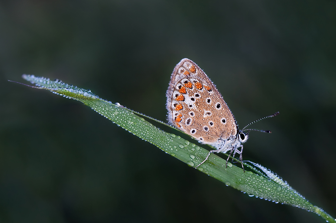 Tautropfen