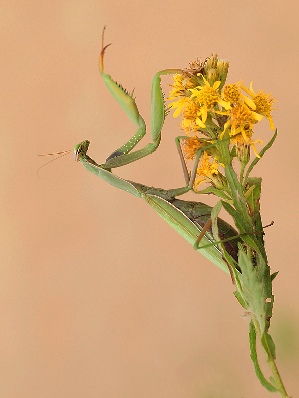 Mantiserinnerung...