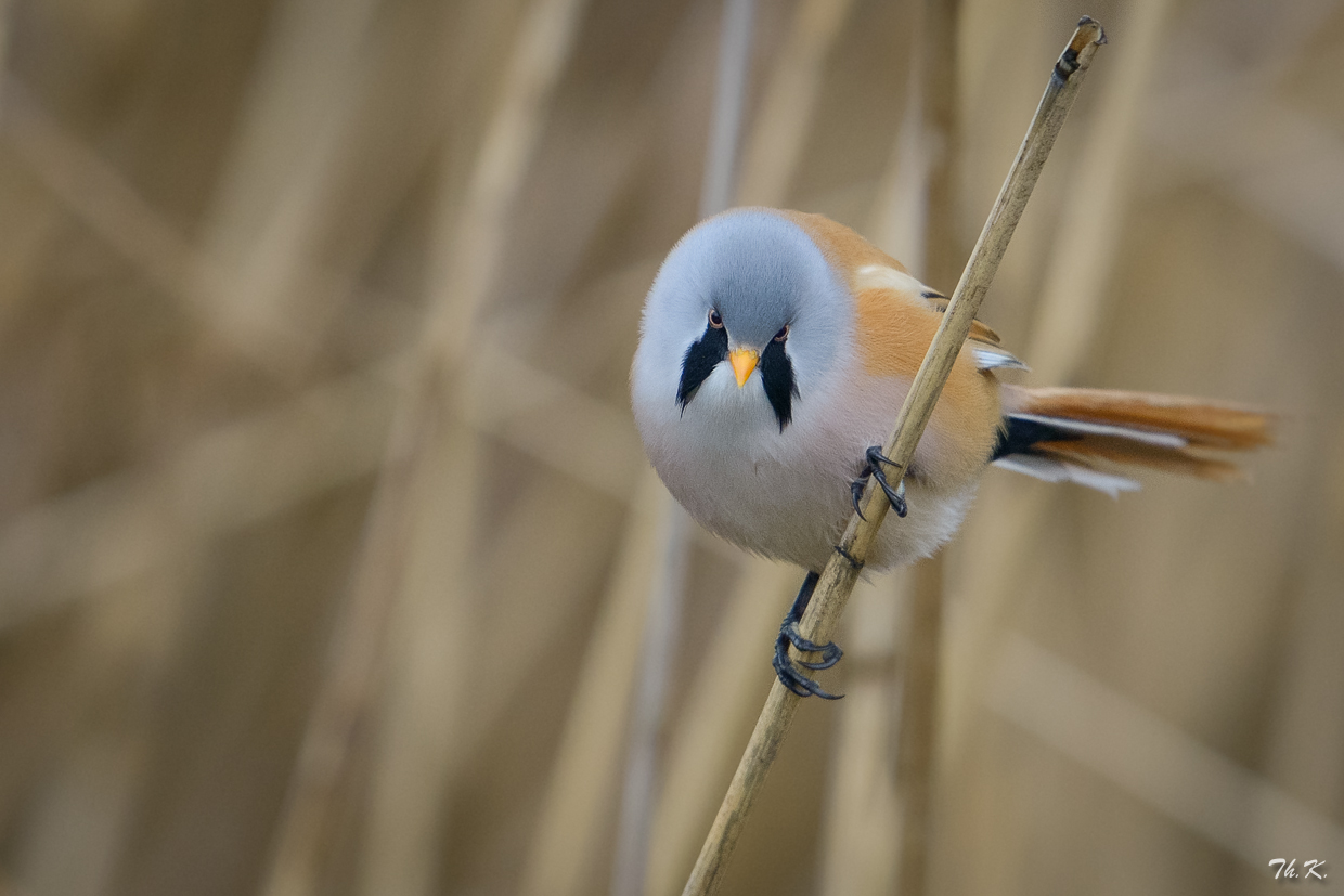 Der böse Blick