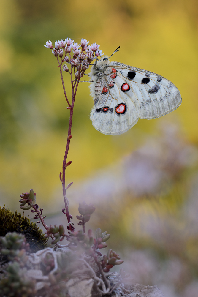 Apollofalter auf Raupenfutterpflanze