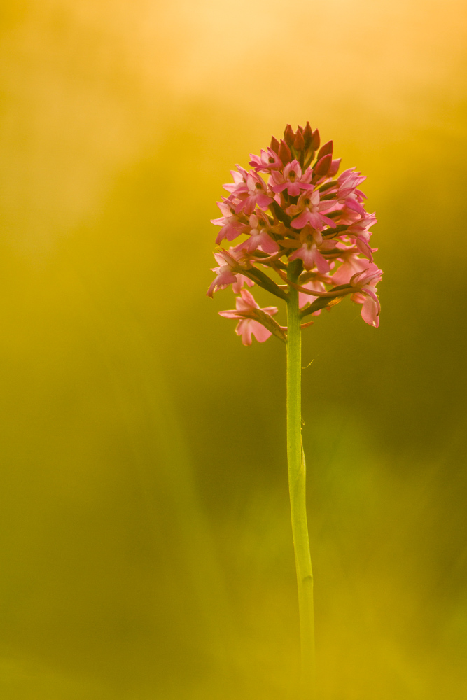 Sonnenuntergang bei den Orchideen
