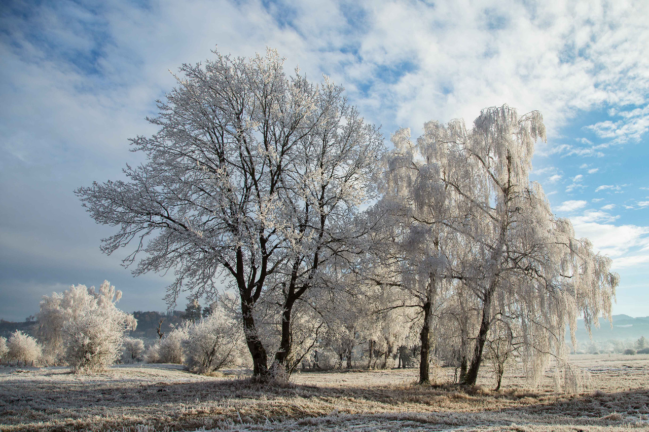 Frostige Bäume