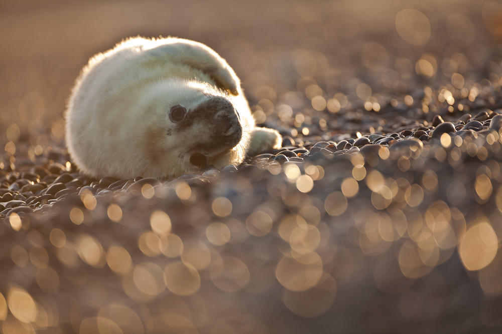 Am Glitzerstrand II