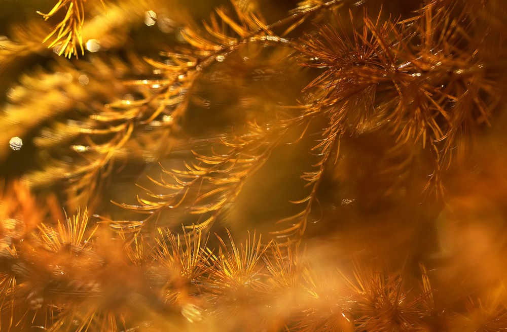 Weihnachtslärchenbaum