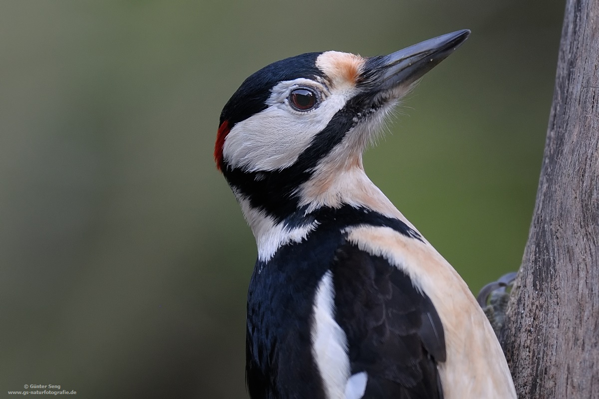 Buntspechtportrait.....