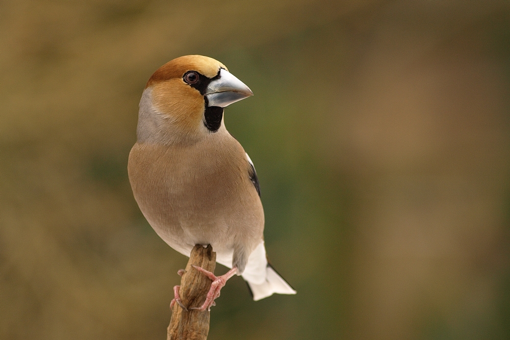 Kernbeisser (coccothraustes coccothraustes)