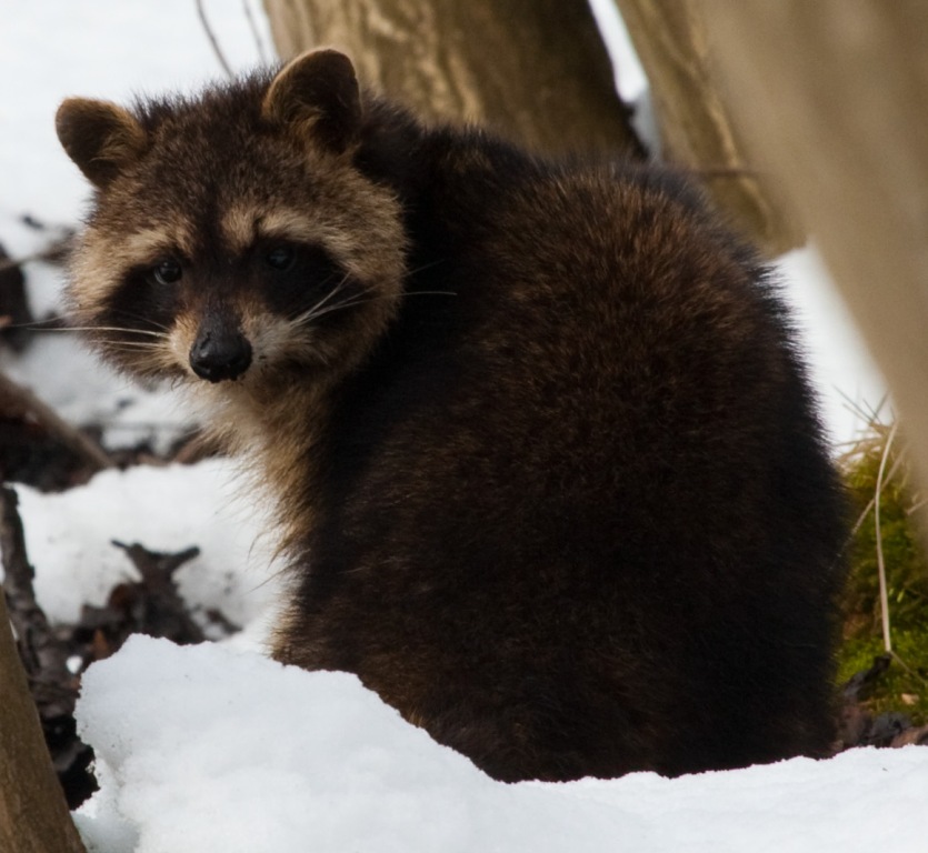 Waschbär im letzten Winter