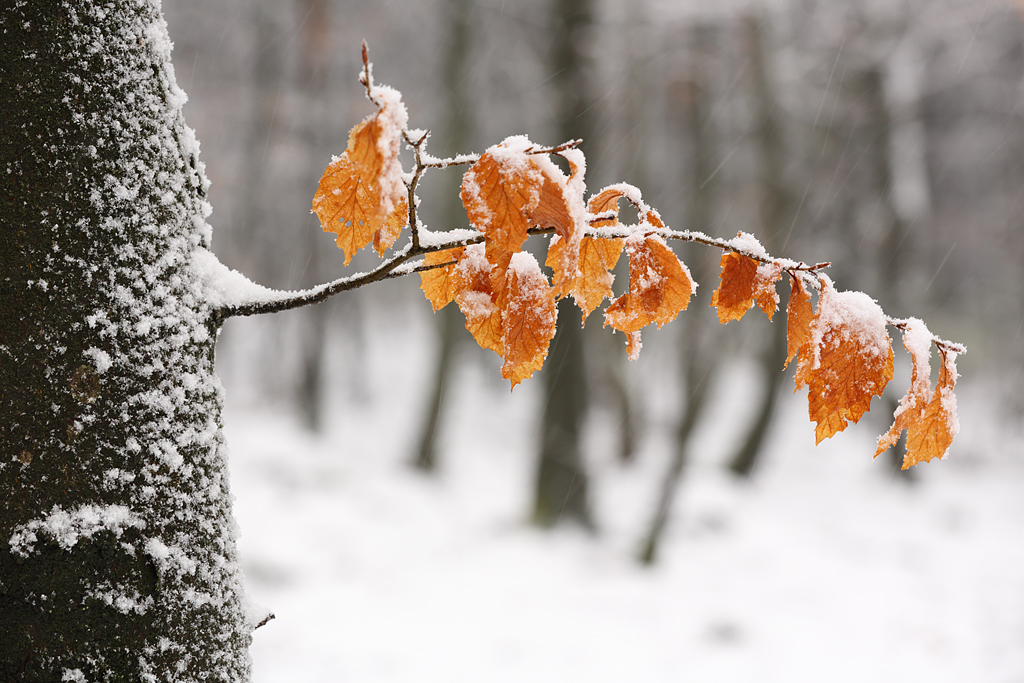 "Der erste Schnee"