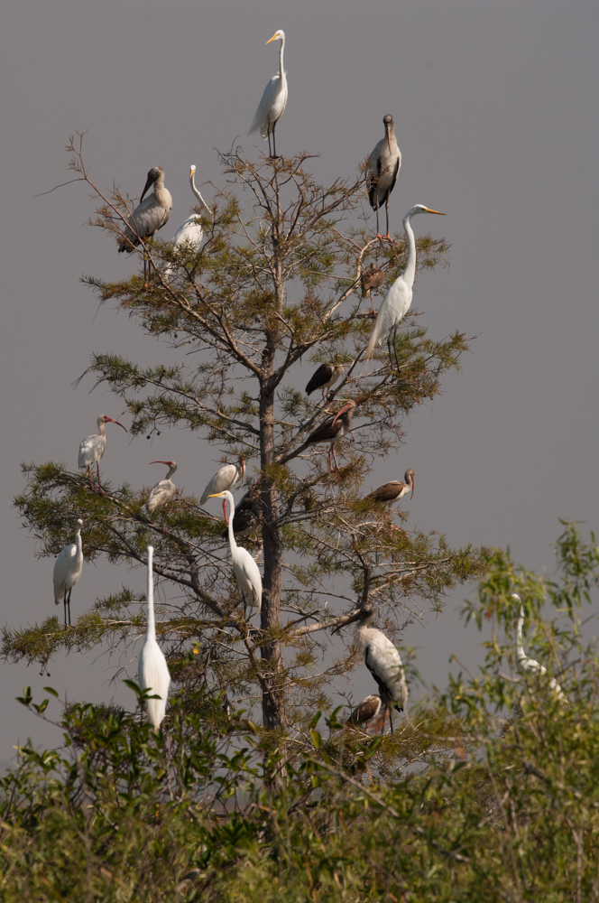 Weihnachtsbaum der Vögel