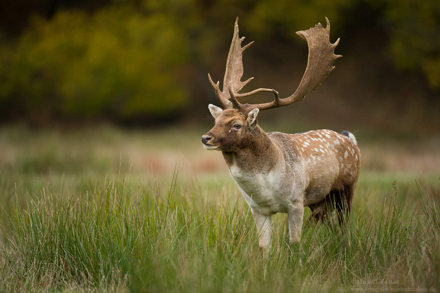 Damhirsch (Dama dama)