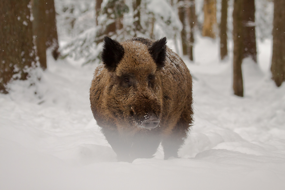 ~ SchneeSchwein ~