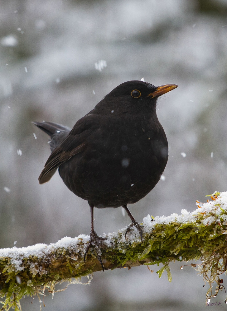 Amsel