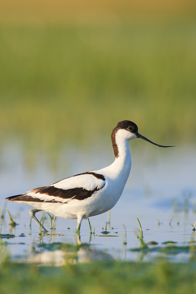 Pied Avocet