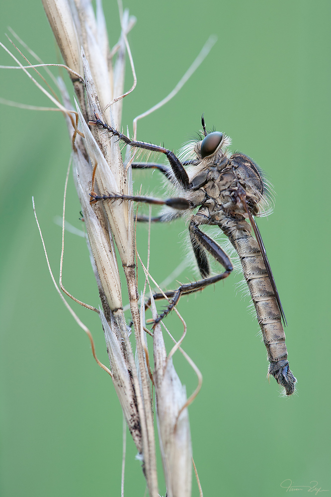 Raubfliege (Machimus rusticus)