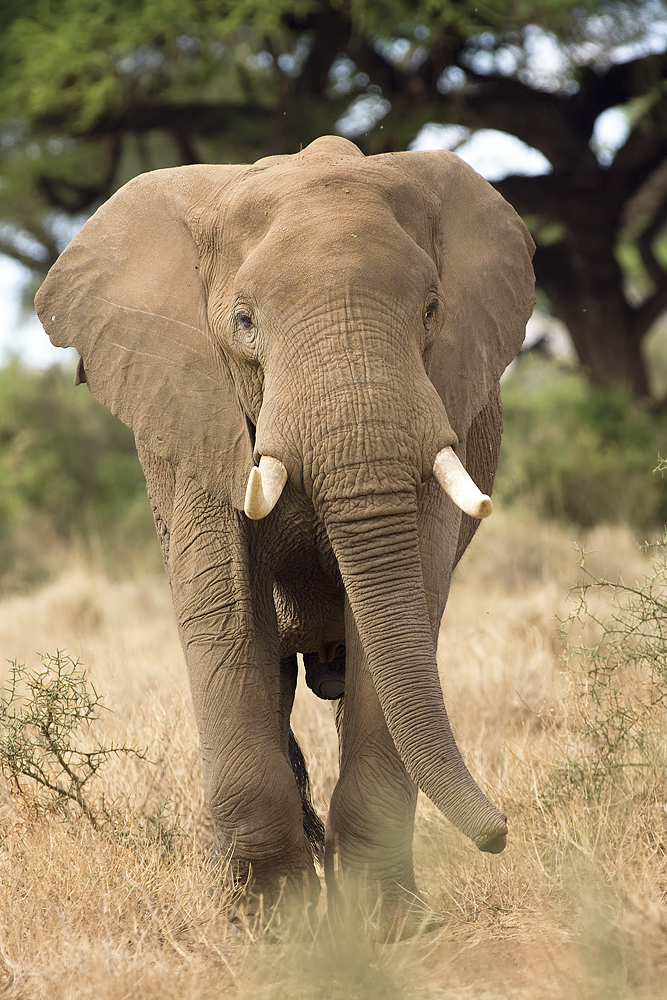 Afrikanischer Elefant von  vorn  Forum f r Naturfotografen 