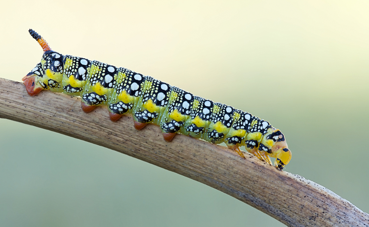 "Der Schmetterling des Jahres 2014..."