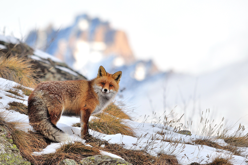 Alpenfuchs