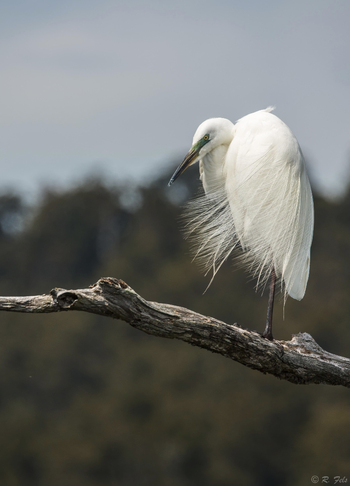 Great Egret (White Heron)